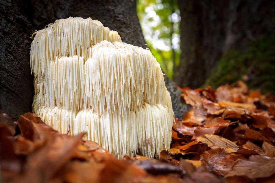 Mind Over Matter_ How Lion's Mane Mushrooms Unlock Peak Brain Performance and Vitality